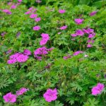 Geranium 'Tiny Monster' Geranium 'Tiny Monster'