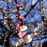 Prunus mume 'Omoi-no-mama' (Bicolor) Prunus mume 'Omoi-no-mama' (Bicolor)