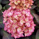 Hydrangea macrophylla 'Adula Rose' Hydrangea macrophylla 'Adula Rose'