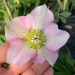 Helleborus 'Pretty Ellen Pink' Helleborus 'Pretty Ellen Pink Spotted