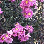 Lagerstroemia indica 'Black Solitaire Purely Purple' Lagerstroemia indica 'Black Solitaire Purely Purple'