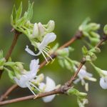 Lonicera fragrantissima Lonicera fragrantissima