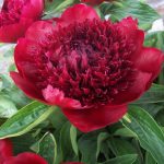 Paeonia 'Red Charm' Paeonia 'Red Charm'