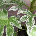 Fatsia japonica 'Spider's Web' (Aralia japonica) Fatsia japonica 'Spider's Web' (Aralia japonica)