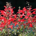 Salvia roemeriana Salvia roemeriana
