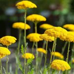 Achillea filipendulina Achillea filipendulina