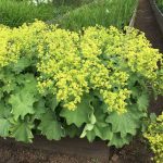 Alchemilla mollis "Robustica" Alchemilla mollis "Robustica"