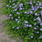Mazus reptans Mazus reptans