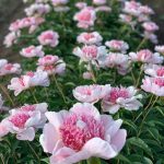 Paeonia "Do Tell" Paeonia "Do Tell"