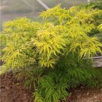 Sambucus "Golden Tower" Sambucus "Golden Tower"
