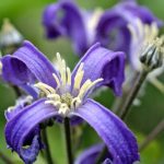 Clematis heracleifolia 'China Purple' Clematis heracleifolia 'China Purple'