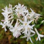 Tulbaghia violacea "Alba" Tulbaghia violacea "Alba"