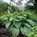 Hosta 'Empress Wu' (gigante) Hosta 'Empress Wu'