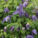 Clematis alpina Clematis alpina