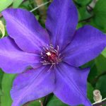 Clematis 'The President' Clematis 'The President'