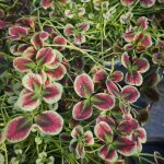 Trifolium repens 'Estelle'