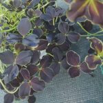 Trifolium repens 'Dark Debbie'