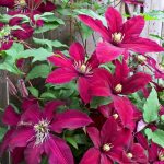 Clematis 'Niobe' Clematis 'Niobe'