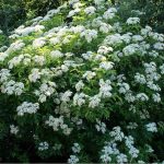Sambucus nigra (Sambuco comune) Sambucus nigra
