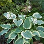 Hosta 'American Halo' Hosta 'American Halo'