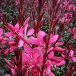 Gaura lindheimeri "Dwarf Dark Pink" Gaura lindheimeri "Dwarf Dark Pink"