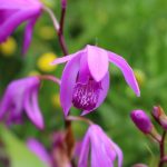 Bletilla striata (sin. B. hyacinthina) Bletilla striata (sin. B. hyacinthina)
