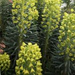 Euphorbia characias ssp. wulfenii Euphorbia characias ssp. wulfenii