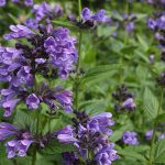 Nepeta yunnanensis x nervosa 'Blue Dragon' Nepeta yunnanensis x nervosa "Blue Dragon"