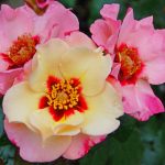 Rosa "Alissar, Princess of Phoenicia" Rosa "Alissar, Princess of Phoenicia"