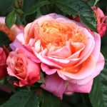 Rosa 'Mary Ann' Rosa 'Mary Ann'