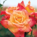 Rosa 'Joseph's Coat' Rosa 'Joseph's Coat'