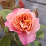 Rosa 'The Impressionist' Rosa 'The Impressionist'