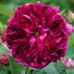 Rosa 'Charles de Mills' Rosa 'Charles de Mills'