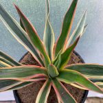 Yucca gloriosa 'Tricolor' Yucca gloriosa “Tricolor”