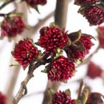 Parrotia persica 'Persian Lace' Parrotia persica 'Persian Lace'