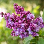 Syringa vulgaris 'Charles Joly' Syringa vulgaris 'Charles Joly'