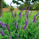 Salvia farinacea x longispicata "Mystic Spires Blue" Salvia farinacea x longispicata "Mystic Spires Blue"