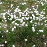 Eriophorum vaginatum Eriophorum vaginatum
