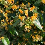 Lonicera henryi 'Copper Beauty' Lonicera henryi 'Copper Beauty'
