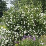 Philadelphus coronarius Philadelphus coronarius