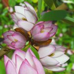 Magnolia 'Fairy Blush' Magnolia 'Fairy Blush'