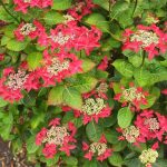 Hydrangea macrophylla 'Rotschwanz' Hydrangea macrophylla 'Rotschwanz'
