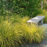 Carex elata “Aurea” Carex elata “Aurea”
