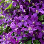 Clematis viticella “Polish Spirit” Clematis viticella “Polish Spirit”
