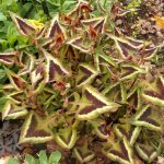 Persicaria microcephala 'Purple Fantasy' Persicaria microcephala 'Purple Fantasy'