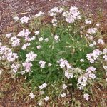 Erodium absinthoides "Amanum" Erodium absinthoides "Amanum"