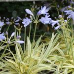 Agapanthus 'Golden Drop' Agapanthus 'Golden Drop'