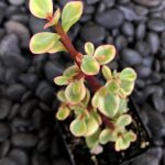 Portulacaria afra 'Variegata' Portulacaria afra 'Variegata'