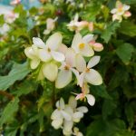 Begonia richmondensis 'Alba' Begonia richmondensis 'Alba'