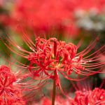 Lycoris radiata Lycoris radiata